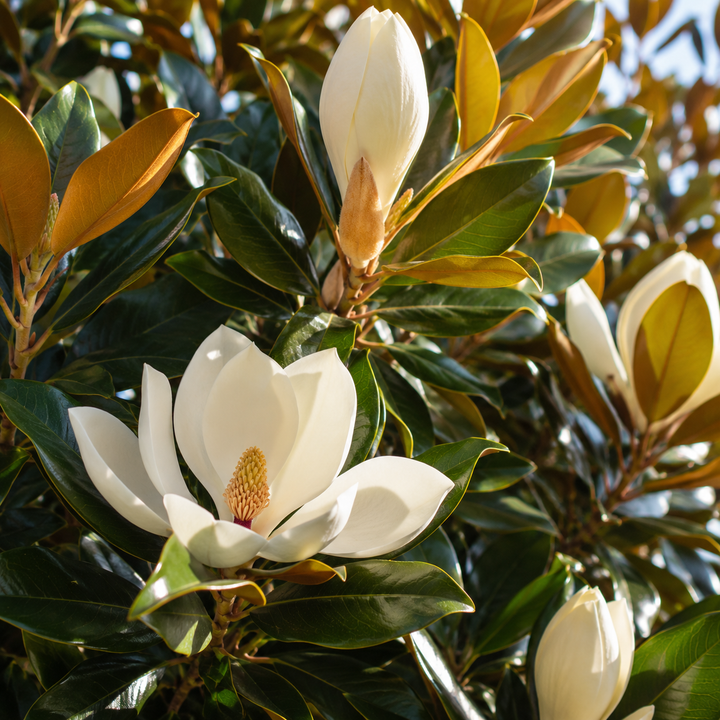 Sweet N Neat Magnolia - Magnolia grandiflora 'Sweet N Neat' in an Australian garden setting