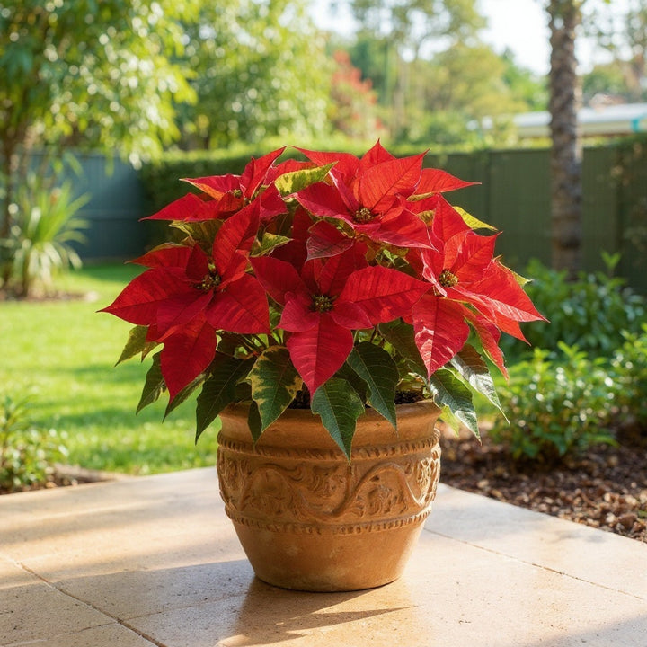Tapestry Poinsettia plant showing unique patterned bracts