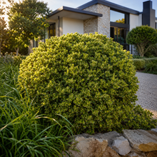 Pittosporum tenuifolium Tasman Ruffles