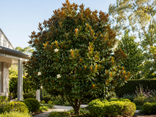 Magnolia grandiflora Teddy Bear
