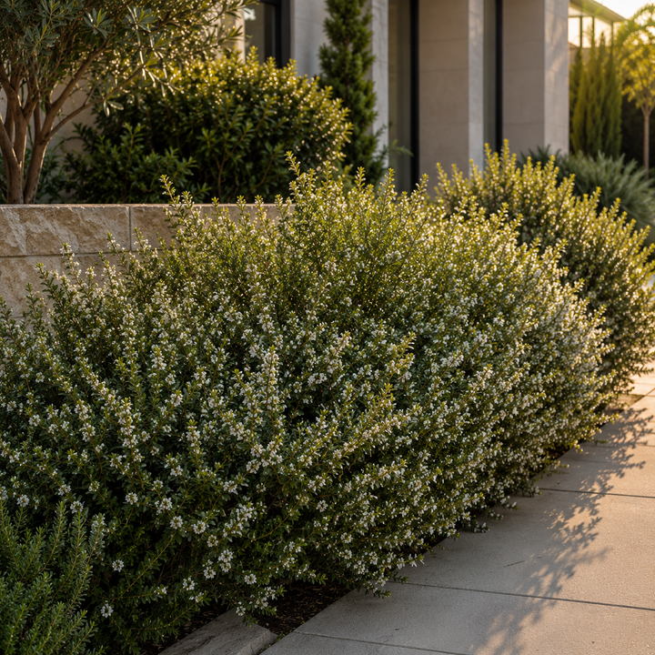 Thyme Leafed Melaleuca - Melaleuca thymifolia in an Australian garden setting