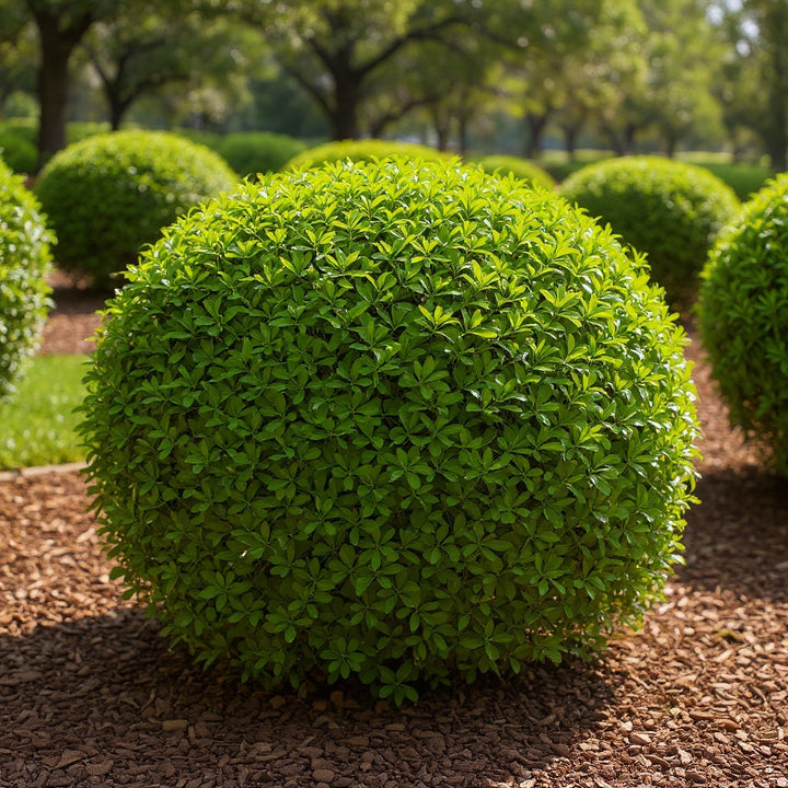 Tom Thumb Euonymus plant showing evergreen and dense foliage