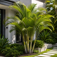 Dypsis prestoniana