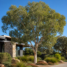 Eucalyptus gomphocephala