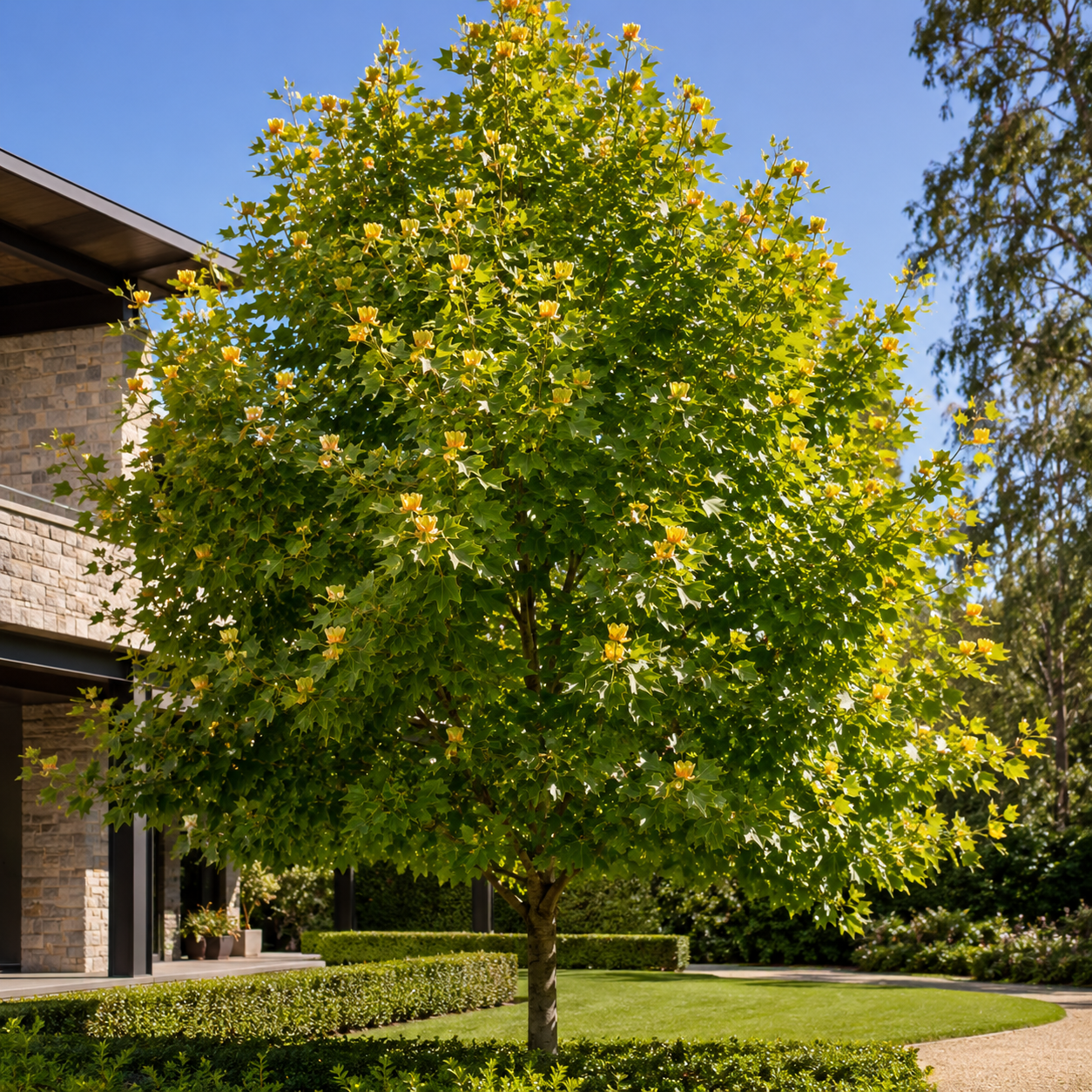 Tulip Tree - Liriodendron tulipifera in an Australian garden setting