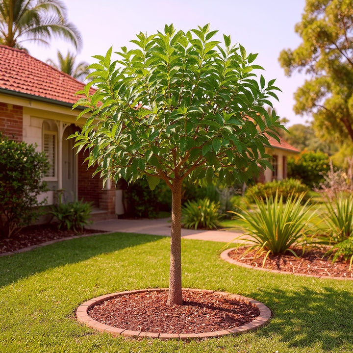 Tupelo Tree showing glossy summer foliage