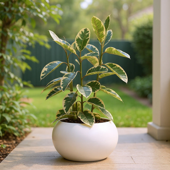 Variegated rubber plant showing distinctive variegated foliage