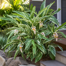 Alpinia zerumbet Variegata