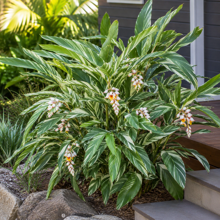 Alpinia zerumbet Variegata
