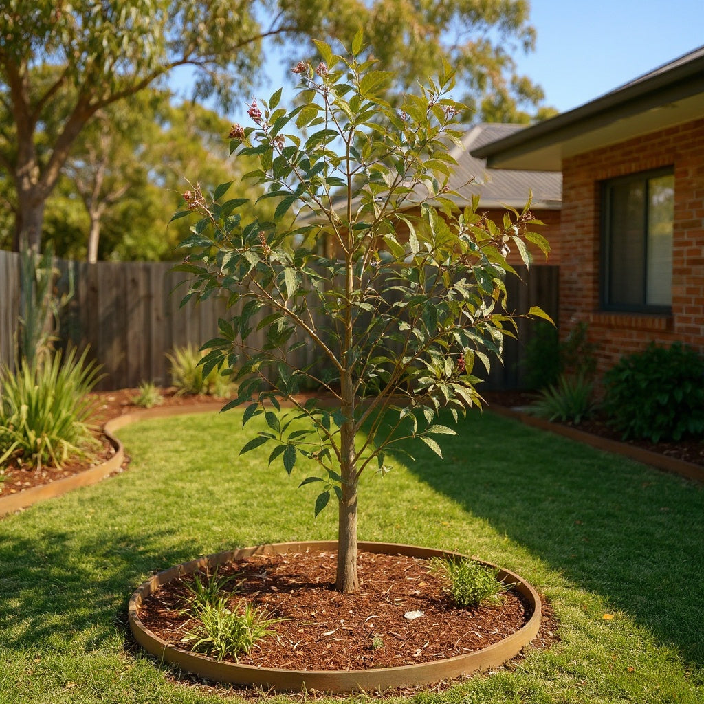 Eucalyptus tereticornis