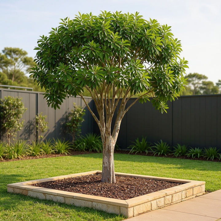 Water Gum Tree showing yellow flowers