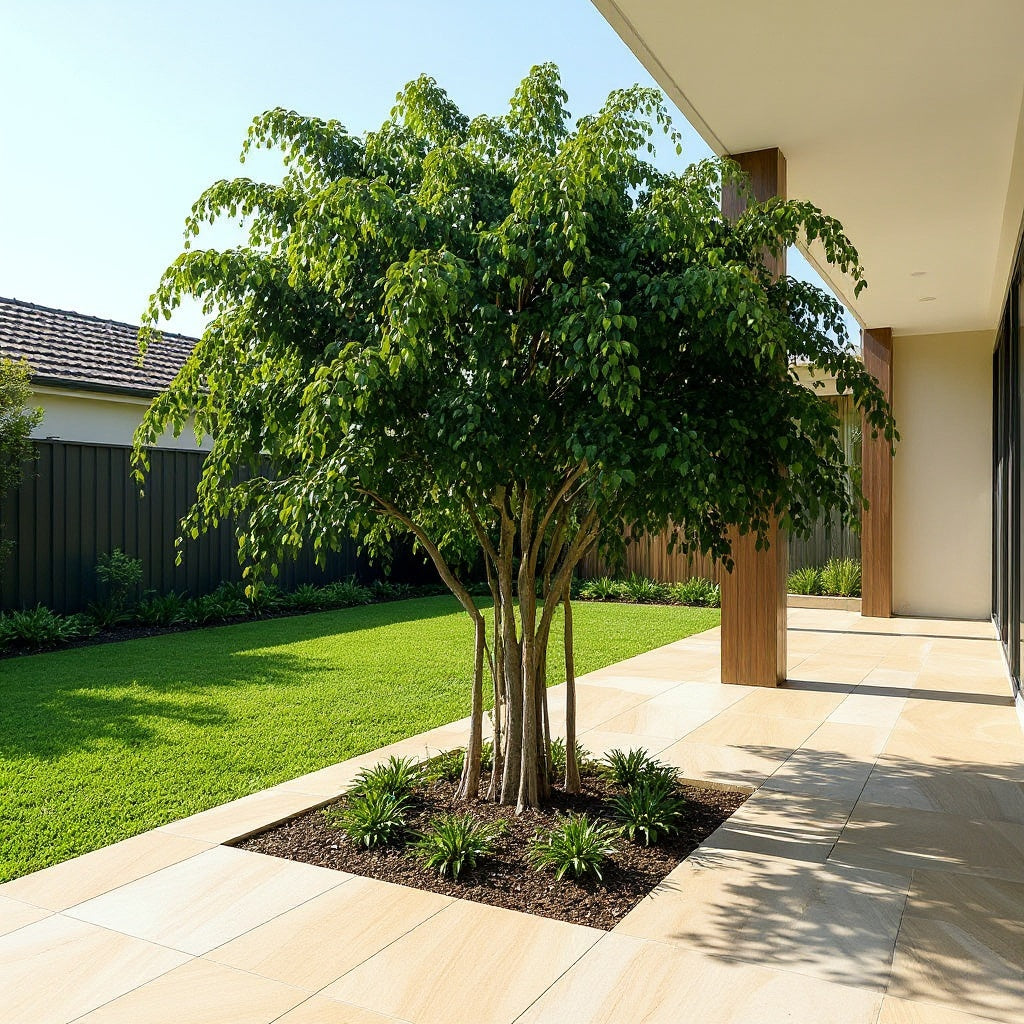 Weeping Fig showing dense, lush foliage