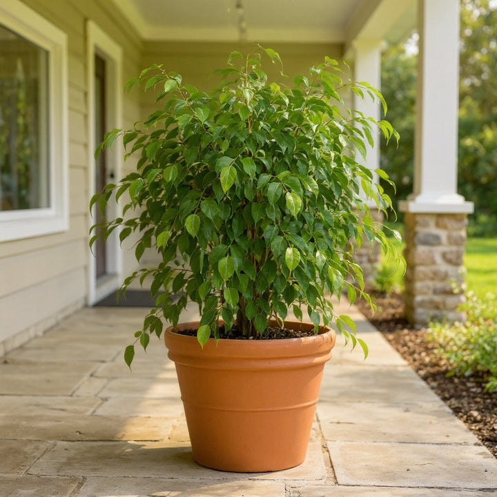 Weeping Fig showing deep glossy foliage
