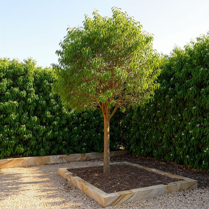 Weeping Lilly Pilly Tree showing graceful, weeping foliage