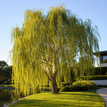 Salix babylonica