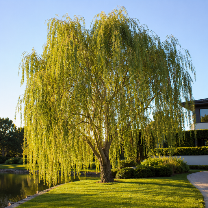 Salix babylonica