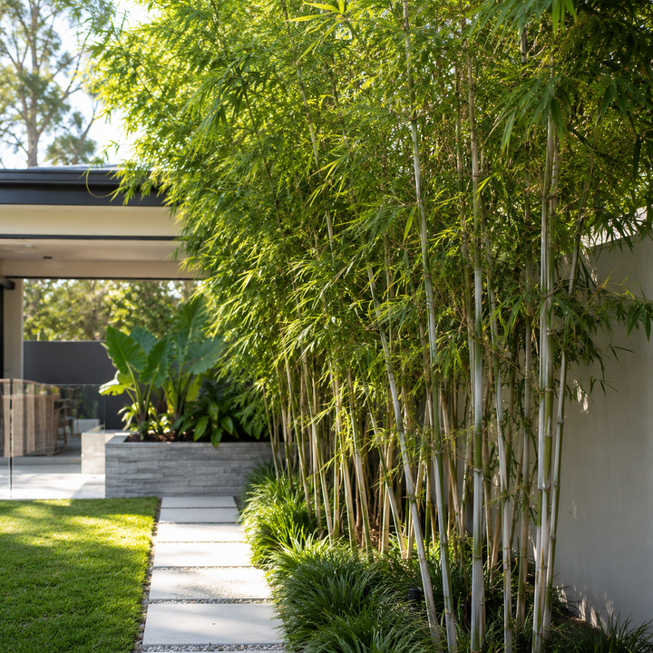 White Bamboo - Bambusa chungii in an Australian garden setting