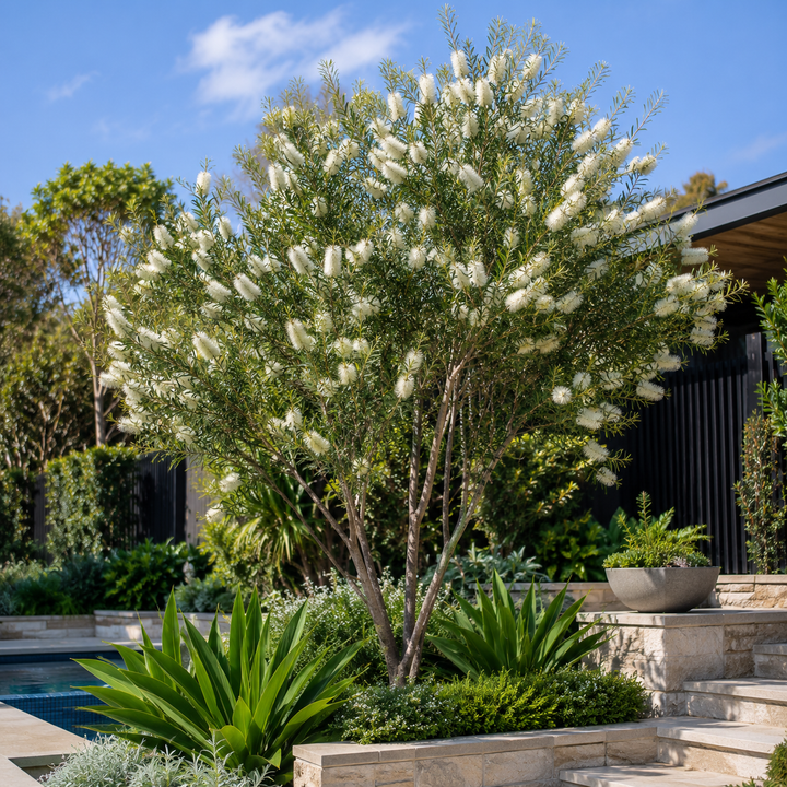 Callistemon salignus