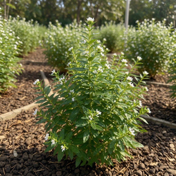 White False Heather plant showing continuous white flowers