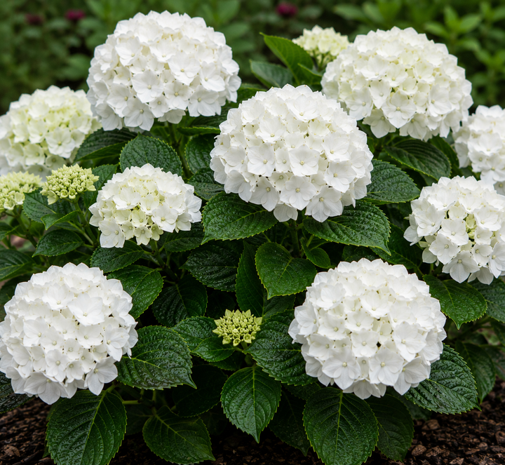 White Knight Hydrangea - Hydrangea macrophylla 'White Knight' in an Australian garden setting