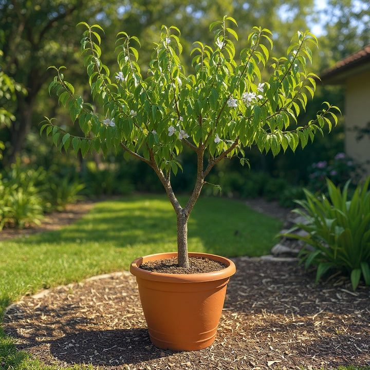 White Opal Peach Tree showing soft pink flowers before fruiting
