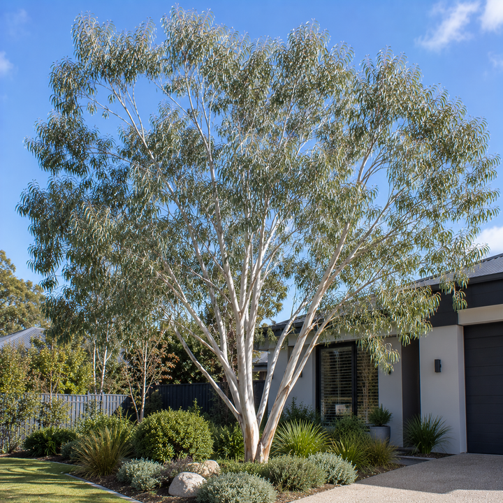 Eucalyptus pulchella