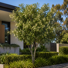 Elattostachys xylocarpa