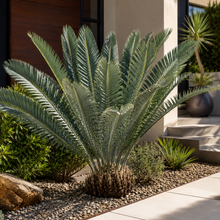 Encephalartos whitelockii