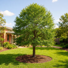 Quercus phellos