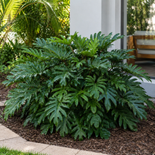 Philodendron Xanadu