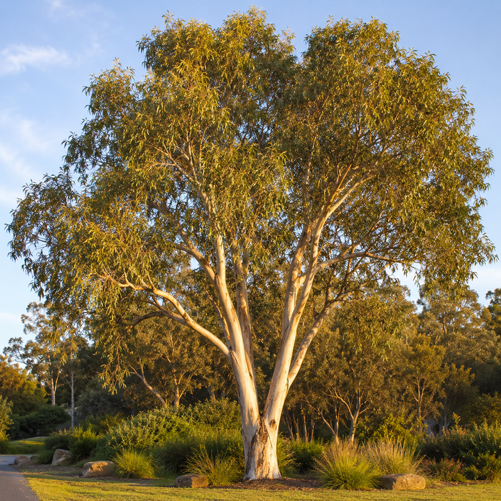 Eucalyptus melliodora