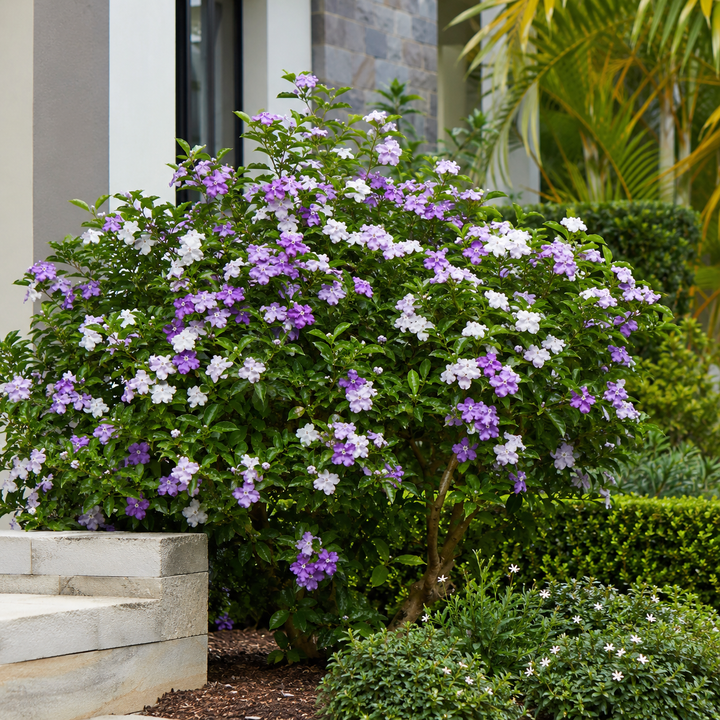 Yesterday, Today and Tomorrow - Brunfelsia latifolia in an Australian garden setting
