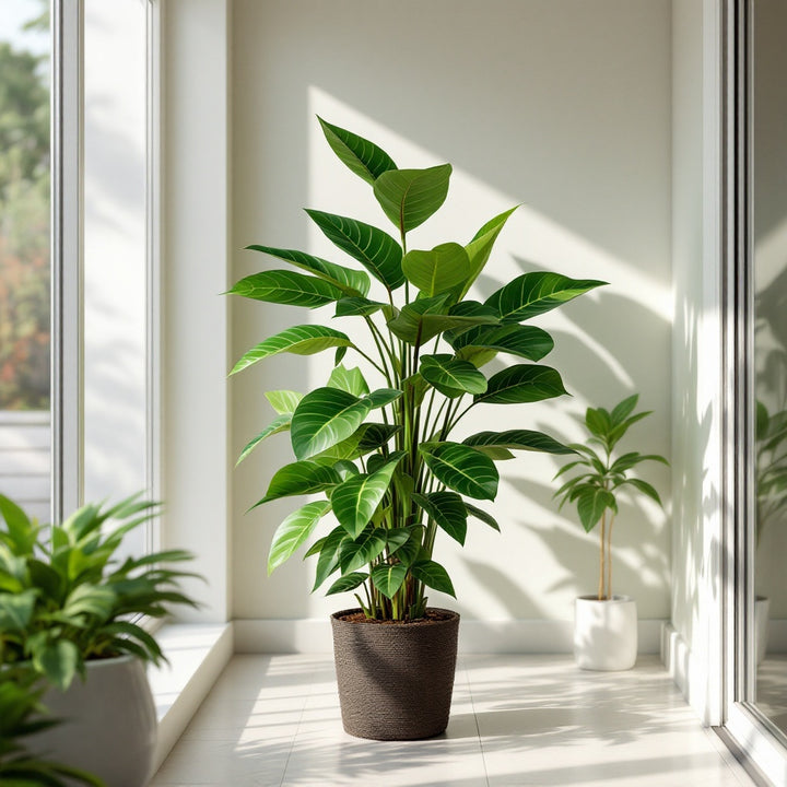 Zanzibar gem plant showing glossy architectural foliage