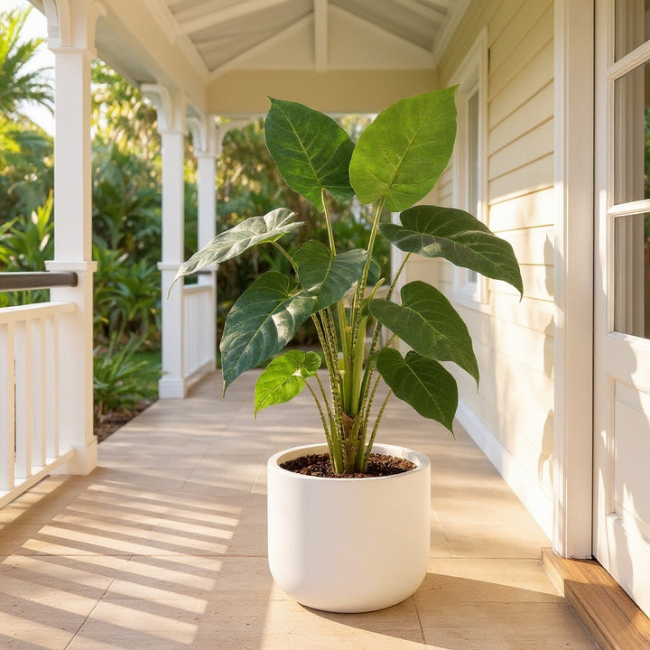Zebra Plant showing lush, tropical foliage