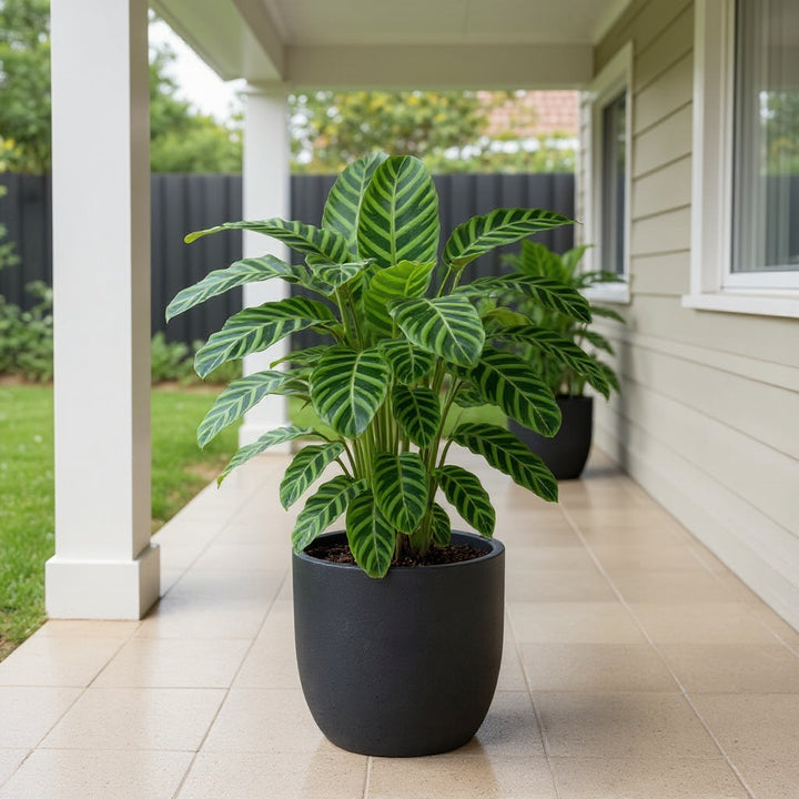 Zebra Plant showing white to purple flowers