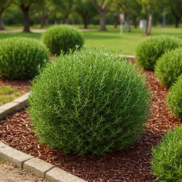 Zena Coastal Rosemary plant showing beautiful flowering shrub