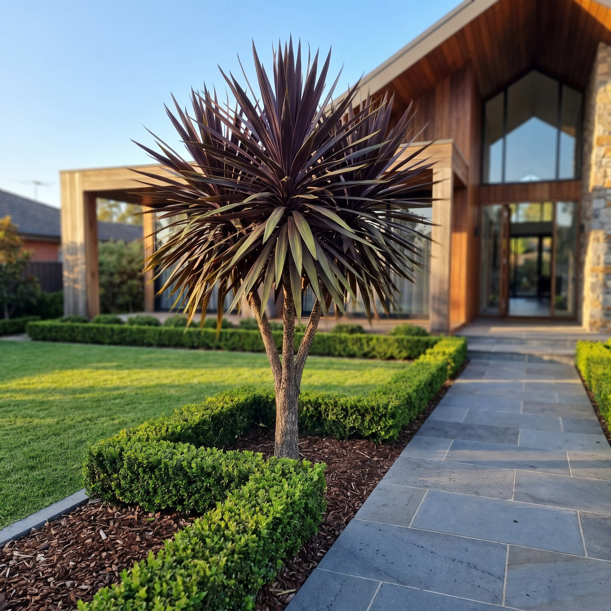 Dracaena Black Knight