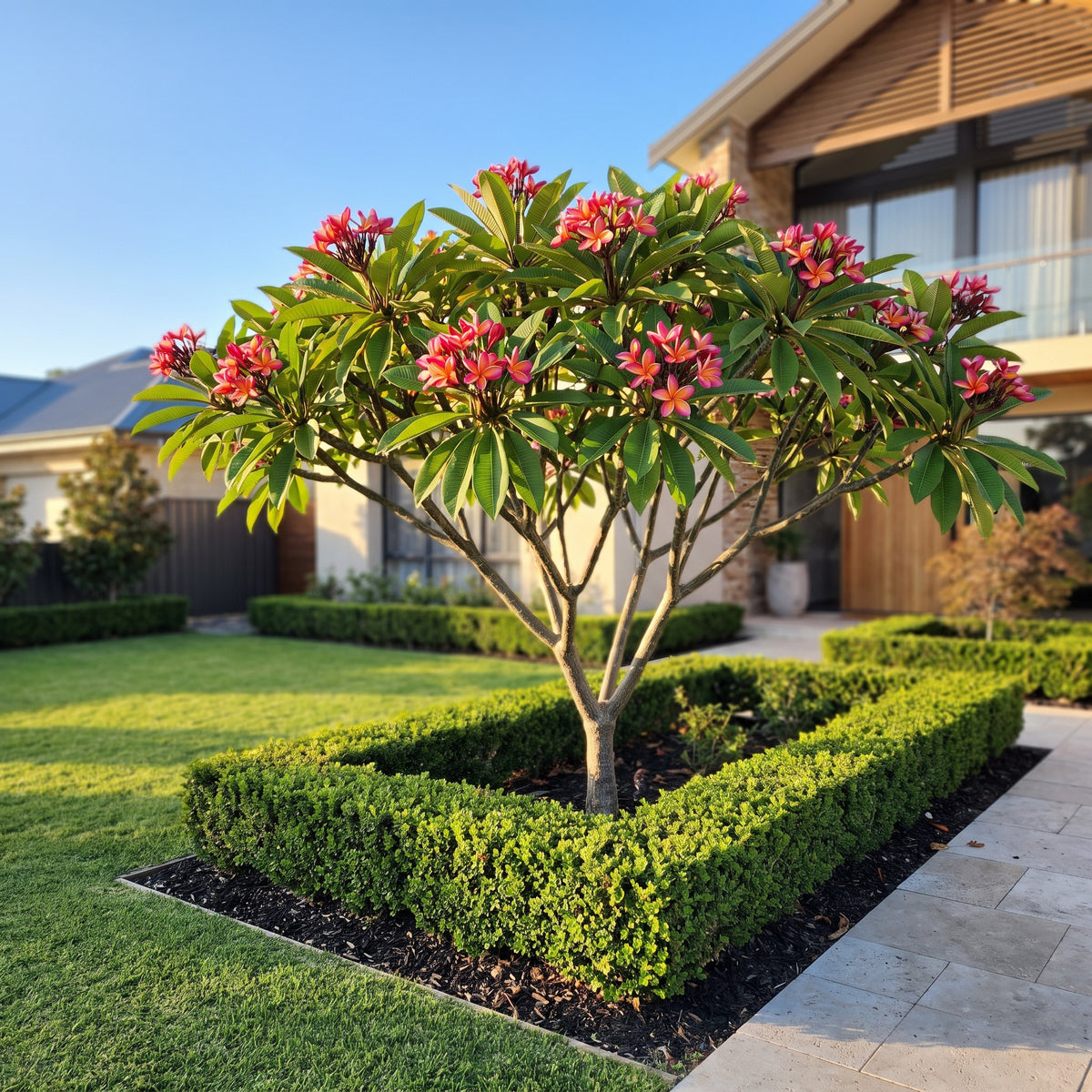 Frangipani