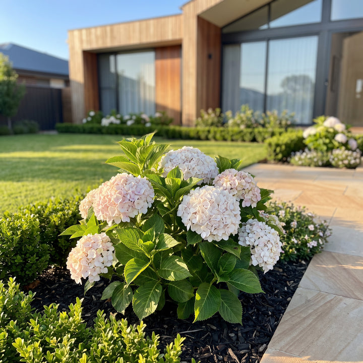 Hydrangea macrophylla