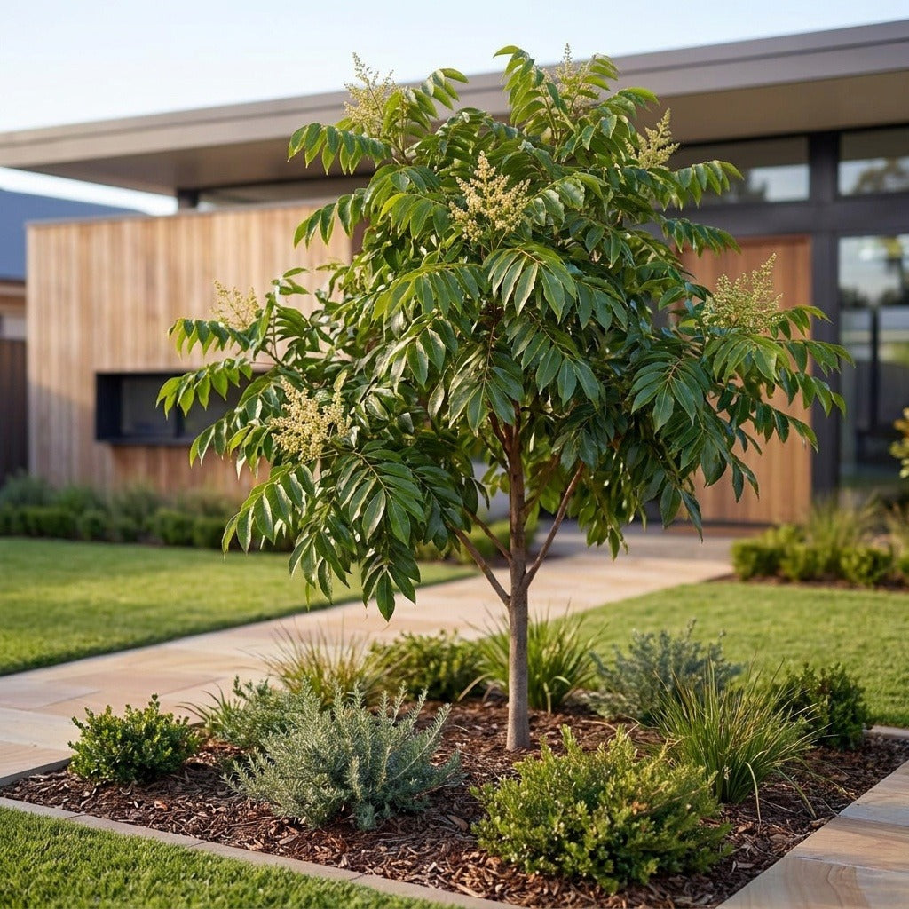 Queensland Maple Tree - Flindersia brayleyana