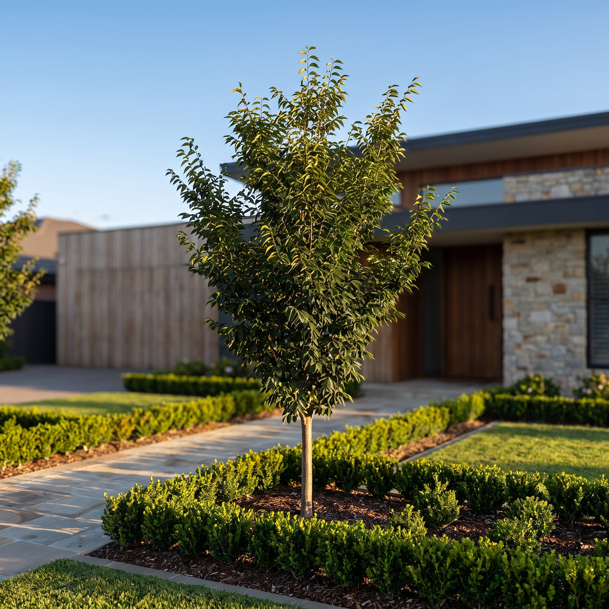 Japanese Elm