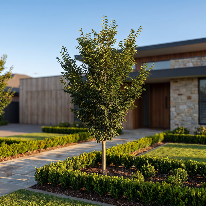 Japanese Elm