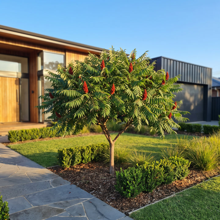 Staghorn Sumac