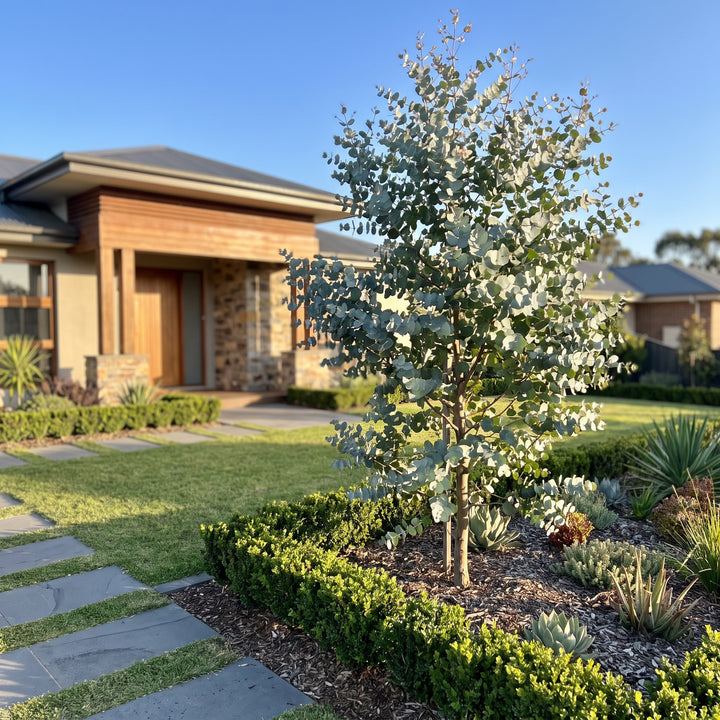 Gum Tree