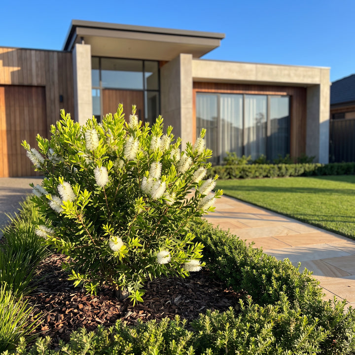 Crimson Bottlebrush