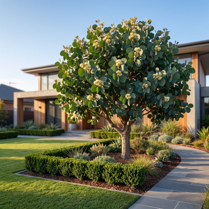 Gum Tree