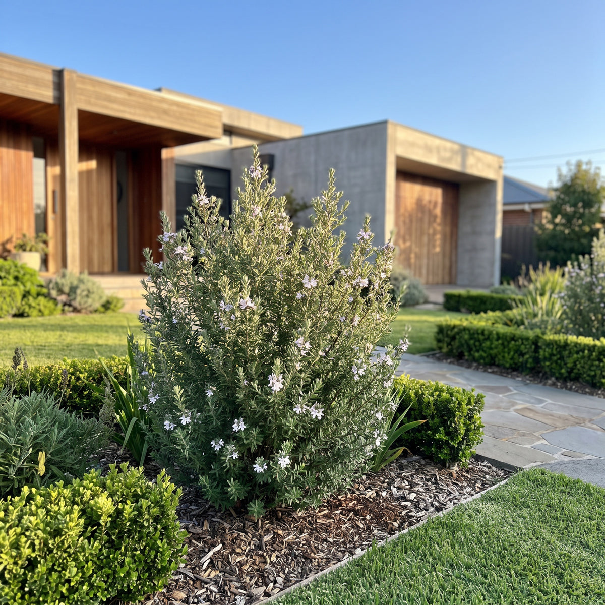 Native Rosemary