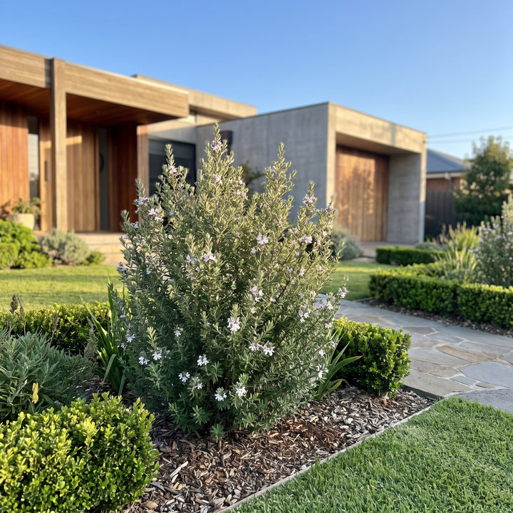 Native Rosemary