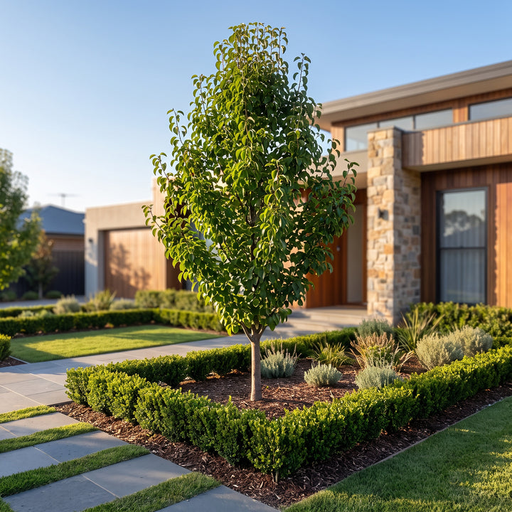 Ornamental Pear