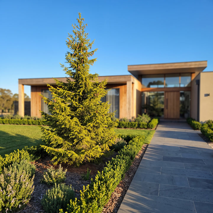 Oriental Spruce